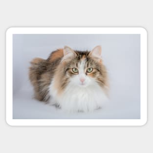 Long Hair tortoiseshell cat Sticker